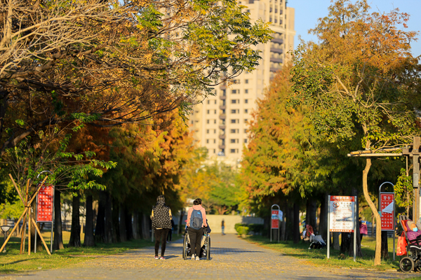 台中北屯南興公園(萬坪公園)落羽松大道和米奇樹，休閒好去處