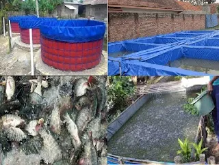 budidaya ikan gurami kolam terpal