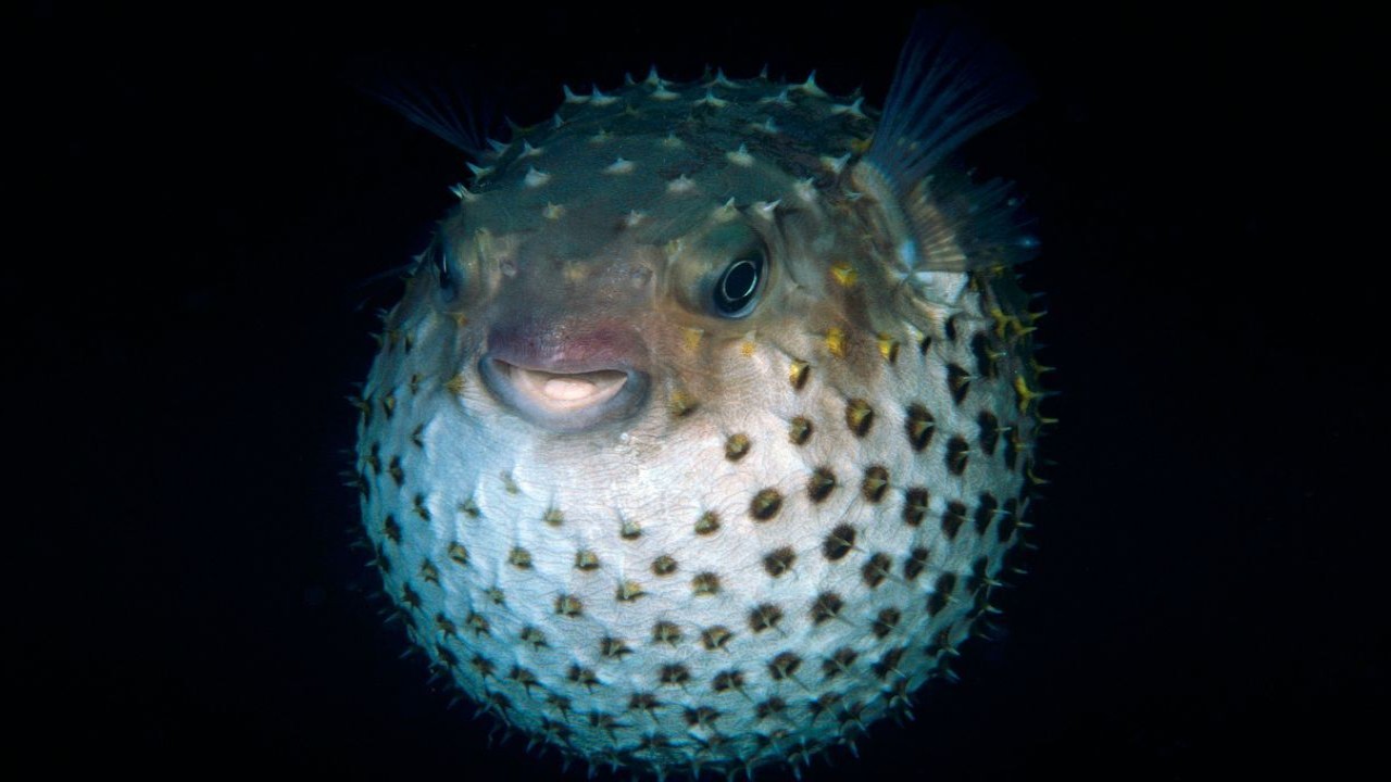 Pufferfish