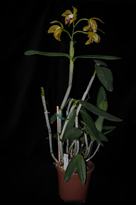 Cattleya porphyroglossa - Purple Lipped Cattleya care