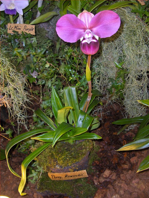 Phragmipedium kovachii, orchidea specie botanica,pianta con fiore adulto viola e bianco