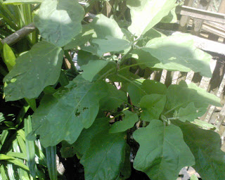 Sayur Sayuran Sukanegeri Agustus 2010