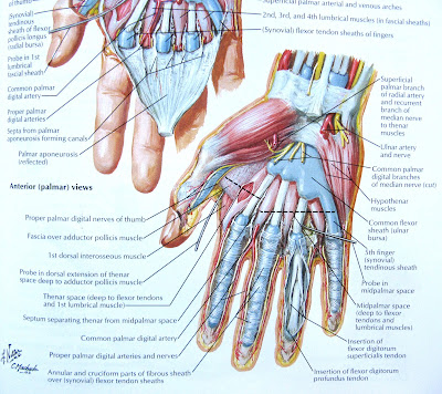 Anterior (palmer) view of hand muscles (superficial)