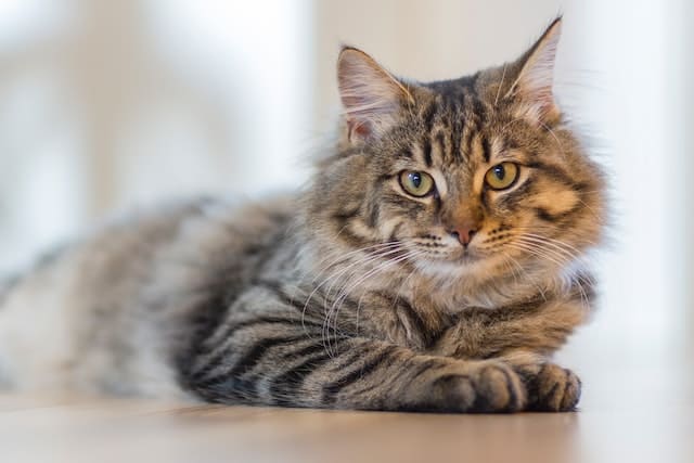 معلومات عن القط الشيرازي أو الفارسي - أنواع القطط