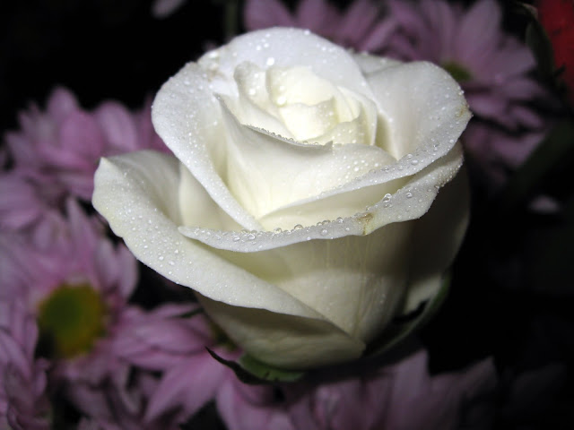 hình ảnh đẹp hoa hồng trắng 4