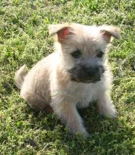 Cairn Terrier Puppies on Cairn Terrier Puppies Images   Puppies Dog Breed Information Image