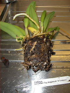 Cattleya ibrida svasata, stato delle radici con malattia fungina (marciume causato da fungo Phytophtora?)