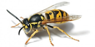 Primul ajutor in cazul intepaturilor de albine, viespe, bondari