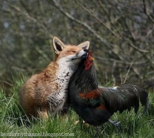 Cock and fox friends.