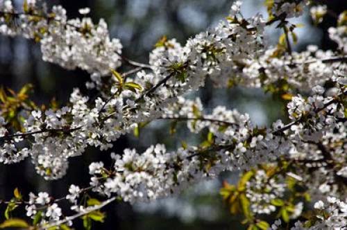 Beltane And May Day Events
