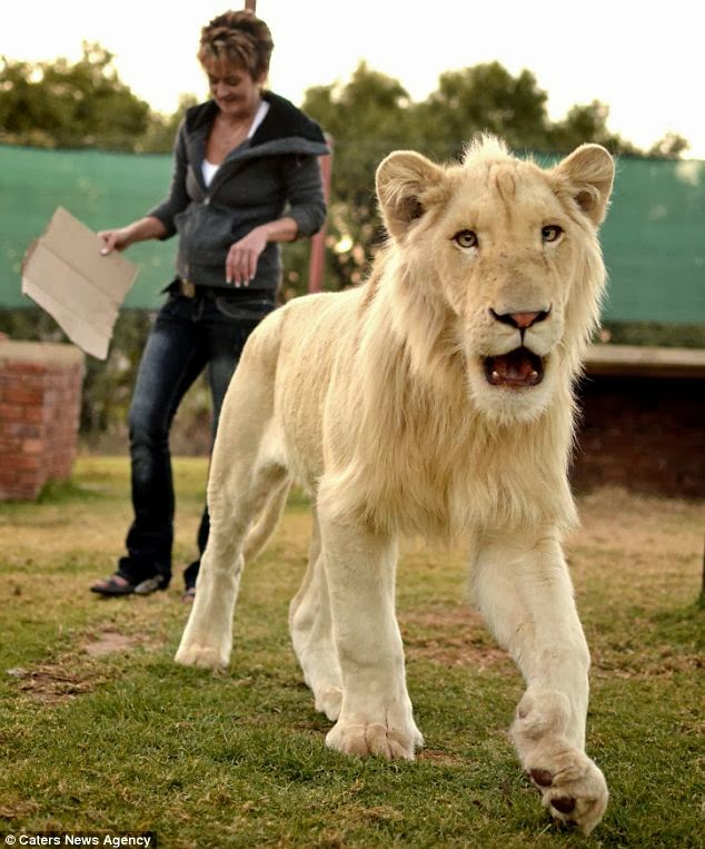 South African Woman Keeps Lion as Pet at Home