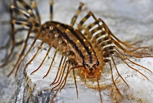 House Centipede: Why You Should Never Kill Them? Before You Squish That, Read This Amazing Facts