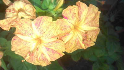 mirabilis jalapa