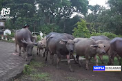 Melihat Tradisi Angon di Kampung Kerbau Ngawi