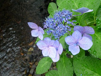 まだ咲いているアジサイの花。