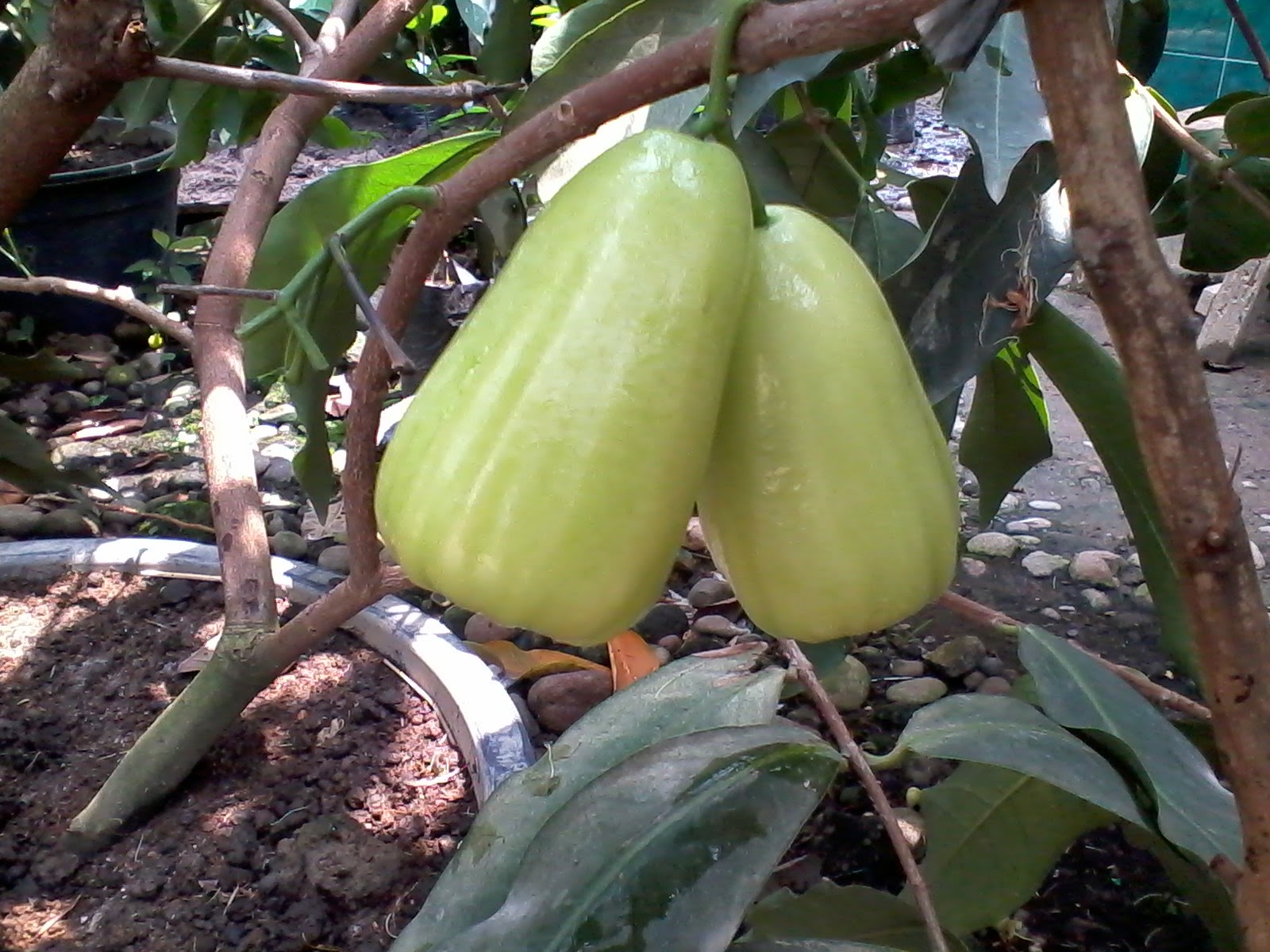 JENIS-JENIS JAMBU MADU - DOCTOR JAMBU MADU