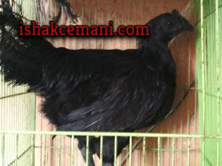 Ayam Cemani Remaja Betina