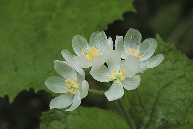 サンカヨウ 雨が降ると透明になる 日本にも咲く美しい花 N ミライノシテン