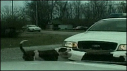 animals-attacking-cars-08