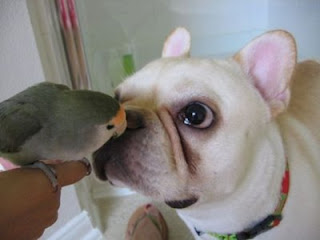 cute photo of dog and bird friends