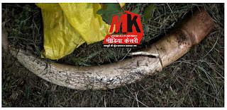 Media Kesari  Jaipur (Rajasthan)  जयपुर 03 अक्टूबर। पुलिस मुख्यालय क्राइम ब्रांच की स्पेशल टीम की सूचना पर उदयपुर जिले की सवीना थाना पुलिस की टीम ने 30 सितंबर को पकड़े गए सीआरपीएफ (CRPF) के एसआई राहुल मीणा के अलवर स्थित घर से एक और हाथी का दांत बरामद किया है। यह भी पहले बरामद किए हाथी दांत के वजन 8 किलो और लंबाई 3 फिट के बराबर है। अब तक आरोपी के पास से कुल 16 किलो वजनी दो दांत बरामद किये जा चुके हैं, जिनकी कीमत करीब 3 करोड रुपए है।