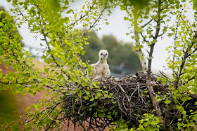 Tompkins Square hawk chick.