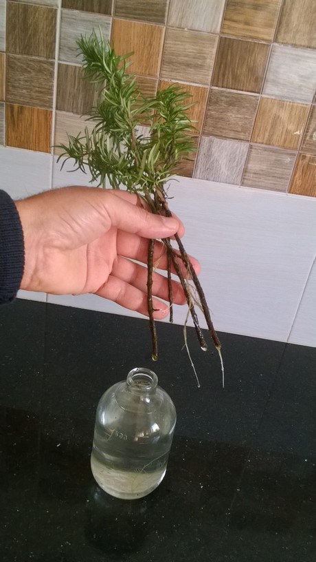 Pot up rosemary cuttings once roots develop.