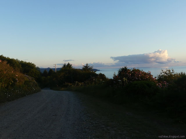 gravel road surrounded by azaleas