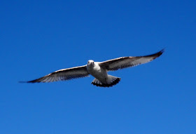 Ring-billed gull at Sunset Bay, White Rock Lake, Dallas, Texas