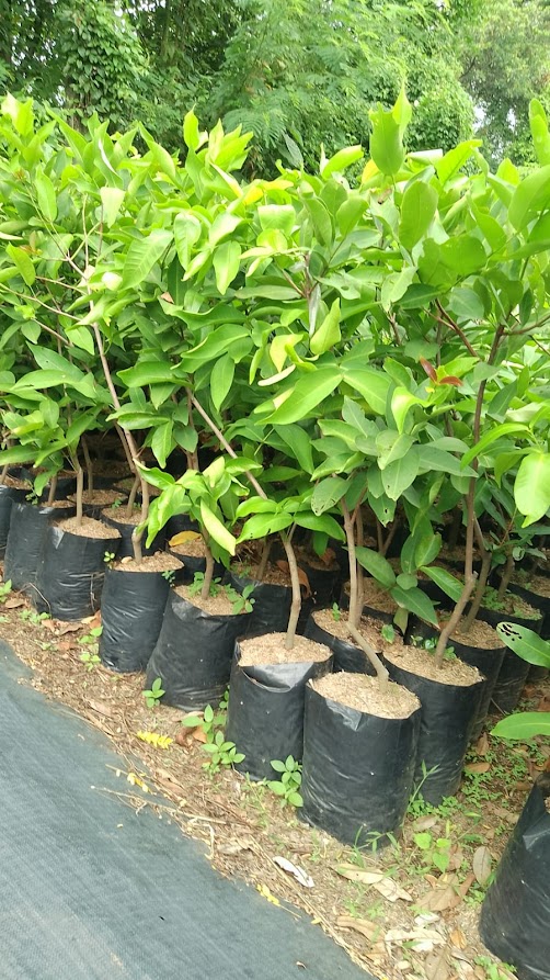 jual pohon bibit jambu citra yang cepat berbuah pekanbaru Kalimantan Timur