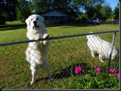 2010 Spring Alabama april may 299