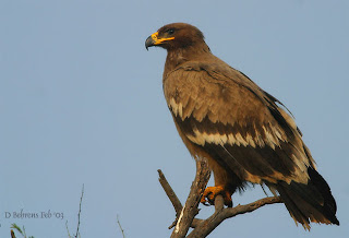 aguila esteparia Aquila nipalensis