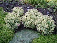 Autumn Charm Sedum