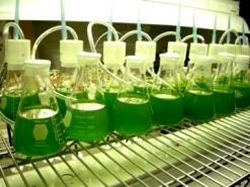 biocombustible de algas