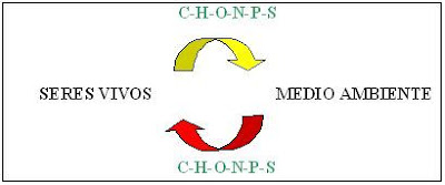 ciclo de los elementos entre el medio ambiente y los seres vivos
