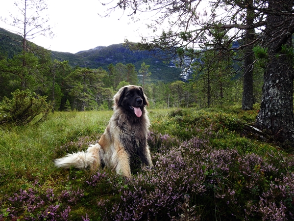 Gaularfjellet leonberger