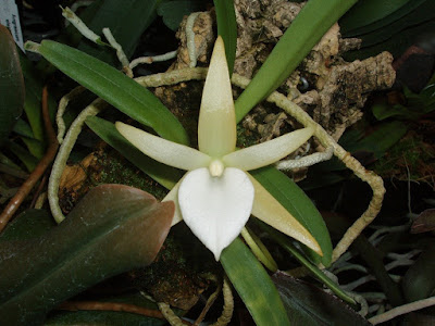 Angraecum elephantinum orchid plant care and culture