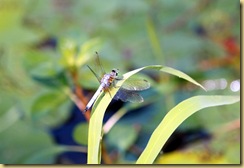 IMG_0990