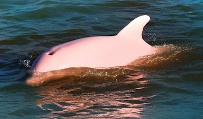 Albino Dolphin