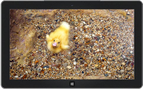 Decorated Eggs and Ducklings Themes for Windows 8 and 7