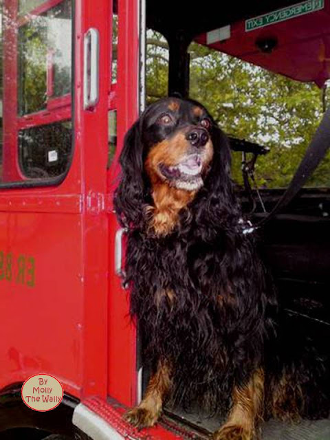 Molly The Wally drives a London bus.