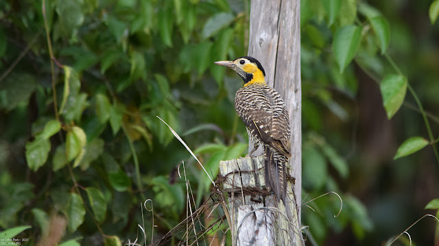 Campo Flicker Colaptes campestris campestris Pica-pau-do-campo Carpintero campestre