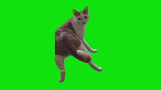 Twerking cat meme green screen template