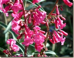 Parry's penstemon 2-29-2012 9-02-33 AM 3460x2677