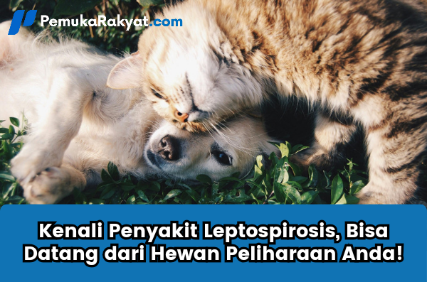 Penyakit Leptospirosis, Bisa Datang dari Hewan Peliharaan Anda!