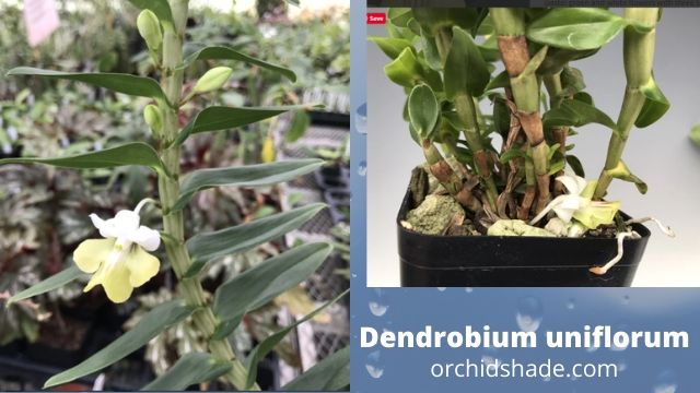 Grow  longlasting flowers Dendrobium uniflorum Griff : Orchidshade