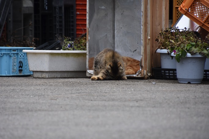20170421 DSC 0910