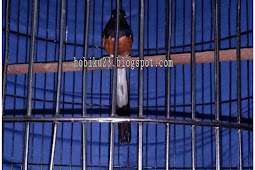 Perawatan Burung Murai Batu yang Sedang Mabung/Ngurak