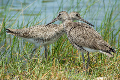 Willets, Anahuac National Wildlife Refuge