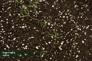 New saplings of Jangipumsong germinated in 2025